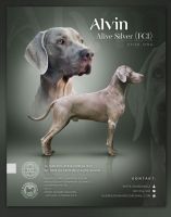 ALVIN Alive Silver (FCI)